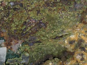 Fluorowardite
